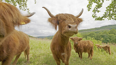 Schottische Hochlandrinder blicken in die Kamera