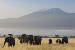 Kilimandscharo Elefanten__Foto Dr Jutta Ulmer und Dr Michael Wolfsteiner GbR
