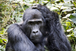 Bwindi_Nationalpark_Berggorilla