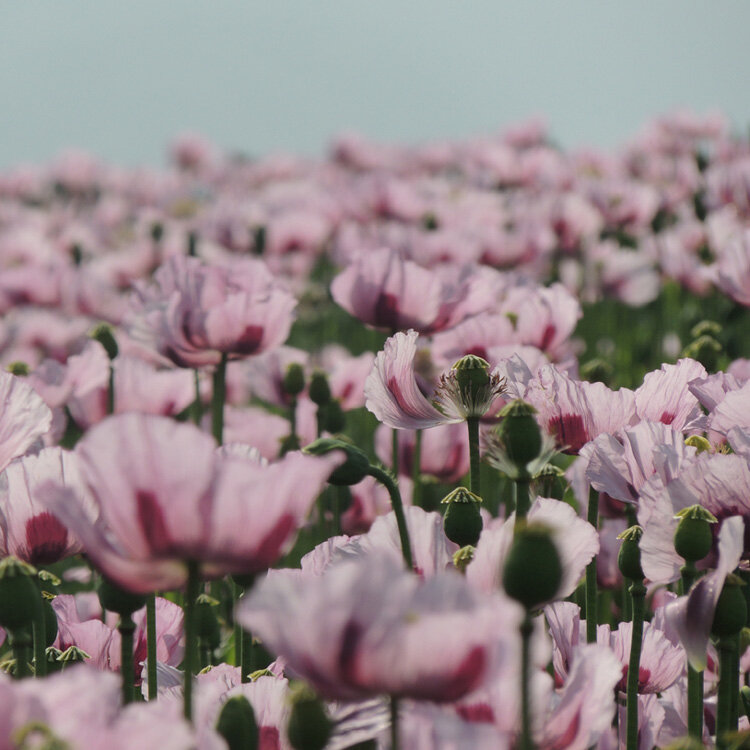 mohn